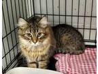 Adopt Martini a Domestic Medium Hair, Domestic Short Hair