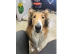 Adopt Summer a Collie