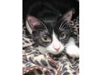 Adopt Pinky a Domestic Short Hair