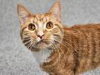 Adopt Amie a Domestic Short Hair