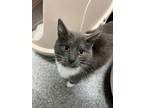 Adopt Arizona a Domestic Short Hair