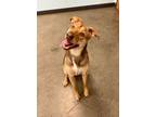 Adopt Buttercup a Mixed Breed