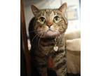 Adopt Freya (Bonded w/ Blob) a Domestic Short Hair