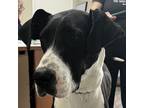 Adopt Hazel (Great Dane) a Great Dane, Greyhound