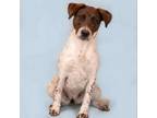 Adopt Lady a Cattle Dog