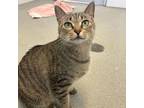 Adopt Whopper With Cheese a Domestic Short Hair