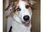 Adopt 42641 - Thena a German Shepherd Dog, Husky