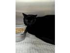 Adopt ELLA a Domestic Short Hair