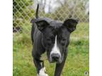 Adopt Sahara a Pit Bull Terrier, Mixed Breed