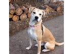 Adopt Lexus a Siberian Husky, Pit Bull Terrier