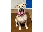 Adopt Rosie a Mixed Breed