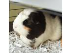 Adopt Glitter - Foster a Guinea Pig