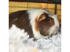 Adopt Pom Pom a Guinea Pig