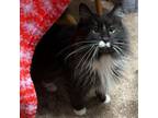 Adopt Olive-Foster a Domestic Medium Hair