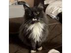 Adopt Olive-Foster a Domestic Medium Hair