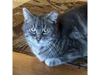 Adopt Gayle-Foster a Domestic Short Hair