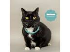 Adopt BUTTONS (Super Senior needs you!) a Domestic Short Hair