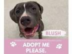 Adopt BLUSH a Pit Bull Terrier