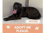 Adopt JACKIE a Pit Bull Terrier