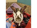 Adopt BONNIE a Bunny Rabbit
