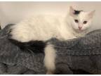 Adopt Angel & Ayden a Domestic Long Hair