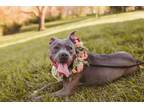 Adopt Babies a Pit Bull Terrier, Mixed Breed