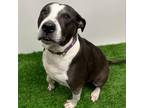 Adopt Abby a Pit Bull Terrier, Mixed Breed