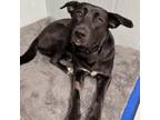 Adopt Mooney a Labrador Retriever, Mixed Breed