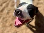 Adopt VENUS a Staffordshire Bull Terrier