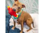 Adopt May May a Pit Bull Terrier