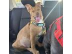 Adopt Flip Flop a Shepherd, Pit Bull Terrier