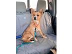 Adopt Ginger a Corgi, Shiba Inu