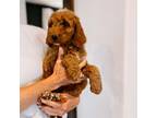 Mutt Puppy for sale in Seymour, MO, USA