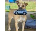 Adopt Kit Kat a Mixed Breed