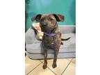 Adopt DAPHNE a Pit Bull Terrier, Mixed Breed