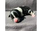 Schnauzer (Miniature) Puppy for sale in Sylvania, GA, USA