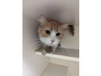 Adopt Mary a Domestic Medium Hair, Domestic Short Hair