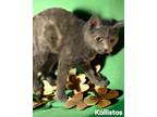 Adopt Kallistos a Domestic Short Hair