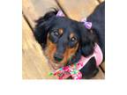 Adopt Maya-Adoption Pending a Dachshund