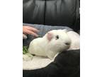 Adopt Peanut a Guinea Pig