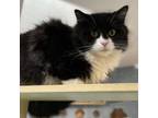 Adopt Berta a Domestic Medium Hair, Domestic Short Hair