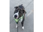 Adopt Lauren a Pit Bull Terrier