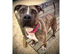 Adopt Chessie a Pit Bull Terrier