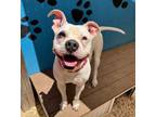 Adopt Giselle a Pit Bull Terrier