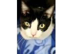 Adopt Popis a Domestic Short Hair