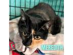 Adopt MEREDITH a Domestic Short Hair