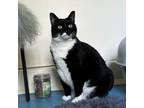 Adopt Oreo a Tuxedo