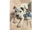 Adopt Darla a Pit Bull Terrier