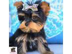 Teacup Yorkie Darling Duke