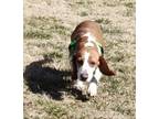 Adopt Emmaline a Beagle, Basset Hound